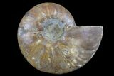 Cut & Polished Ammonite Fossil (Half) - Madagascar #166913-1